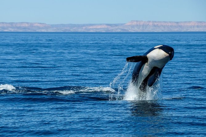 Luxury Catamaran Whale Watching Cabo San Lucas - Listening to whales with the hydrophone