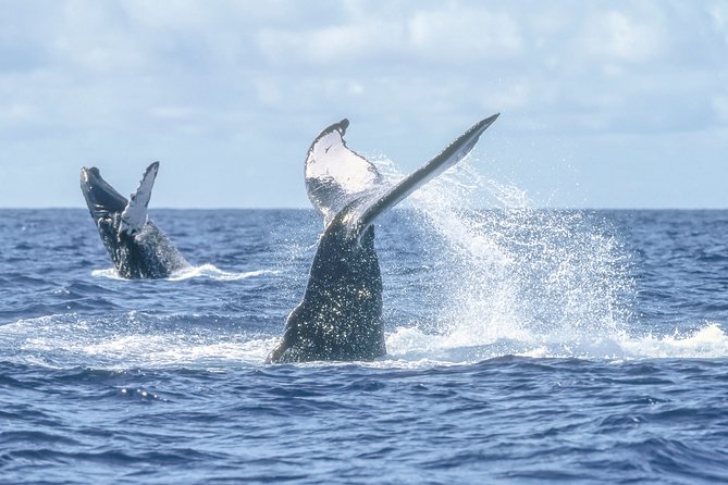 Luxury Catamaran Whale Watching Cabo San Lucas - Timing, group size, and practical planning