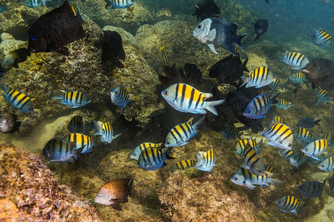 Magical Cenote and Paradise Lagoon Snorkeling Adventure - Guides who add more than safety instructions