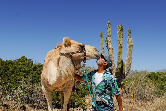 Magical Todos Santos Tour, Camel Ranch, Lunch and Tequila - Key points to know before booking