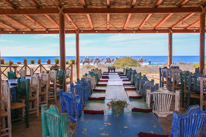 Magical Todos Santos Tour, Camel Ranch, Lunch and Tequila - Meeting the camels at Tierra Sagrada