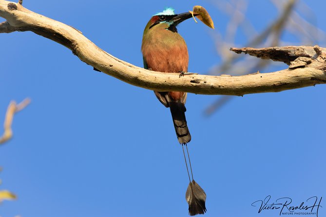 Mahahual and Costa Maya Birdwatching - The farm visit and local food