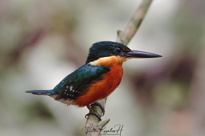 Mahahual and Costa Maya Birdwatching - A small group makes a real difference