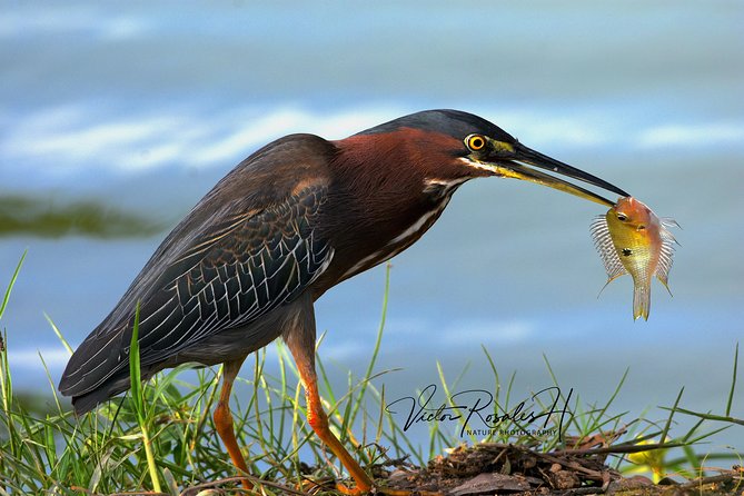 Mahahual and Costa Maya Birdwatching - What the birding can deliver