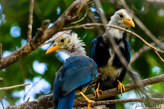 Mahahual and Costa Maya Birdwatching - Lunch, water, and what is included
