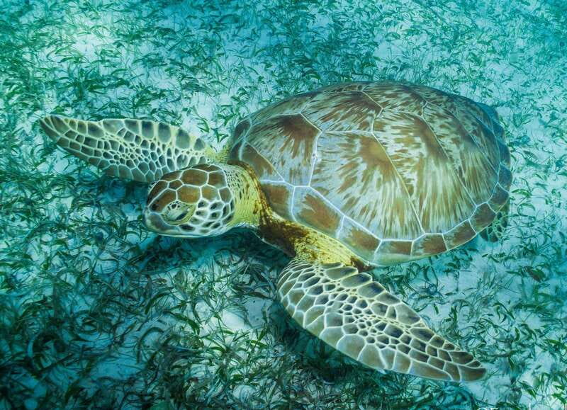Mahahual: Snorkel Tour in Reef Lagoon - Quick facts about this Mahahual reef outing