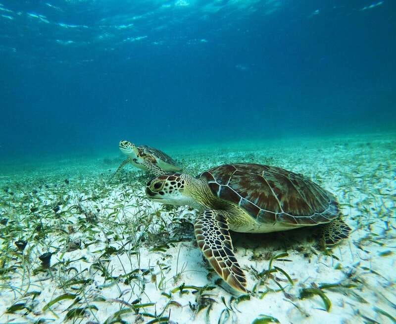Mahahual: Snorkel Tour in Reef Lagoon - The safety briefing sets the tone