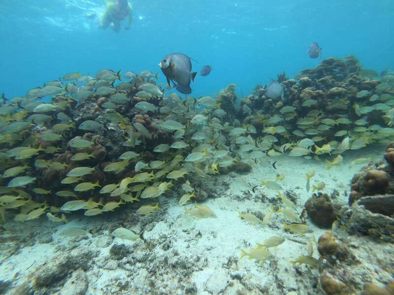 Mahahual: Snorkel Tour in Reef Lagoon - The speedboat ride is short but useful