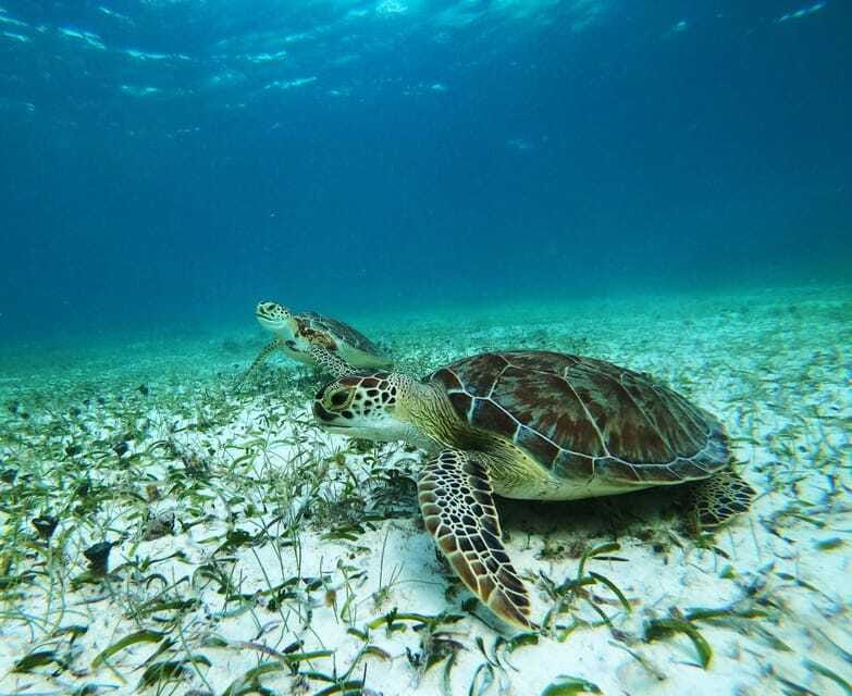Mahahual: Snorkel Tour in Reef Lagoon - An hour among coral heads, sand, and grass