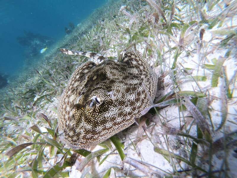 Mahahual: Snorkel Tour in Reef Lagoon - Practical ways to make the hour count