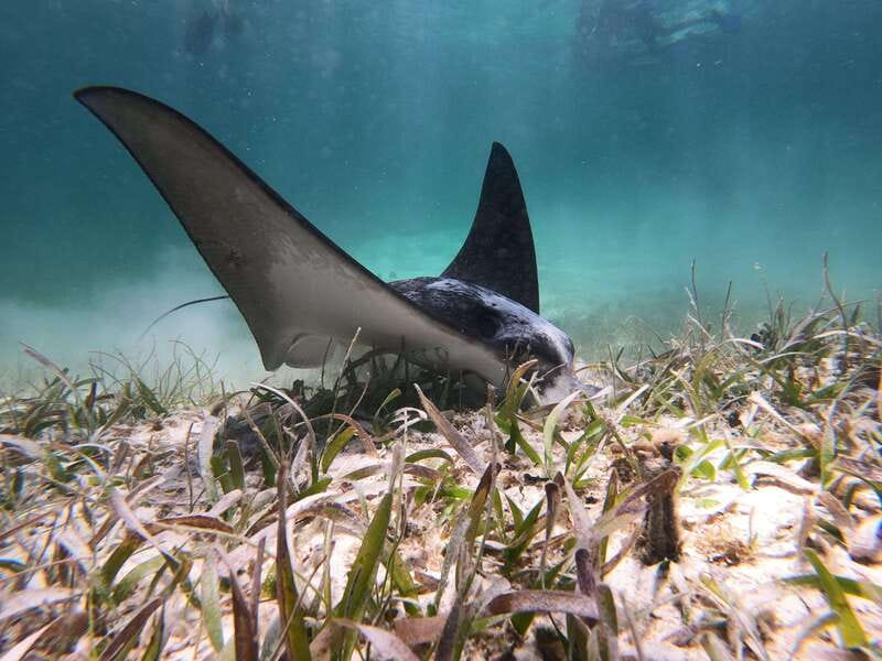 Mahahual: Snorkel Tour in Reef Lagoon - From Blue Kay to the water in about 10 minutes