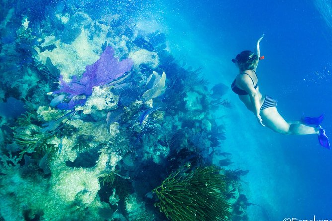 Mahahual Snorkeling Adventure: Turtle Encounter - Why beginners and families tend to do well