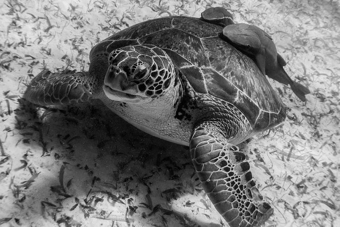 Mahahual Snorkeling Adventure: Turtle Encounter - Is $32 a good value?