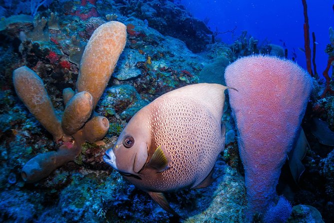 Mahahual Snorkeling Adventure: Turtle Encounter - What I would bring and how I would plan it