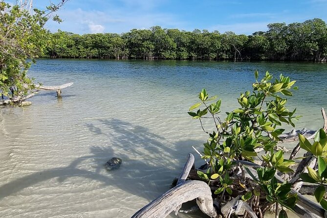 Mangrove and Lagoon Speed Boat Tour - Snorkel equipment, water, and the uncertain beach stop