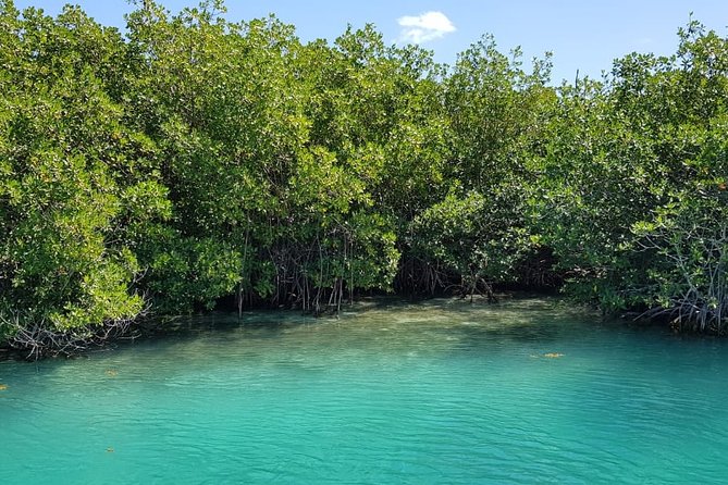Mangrove and Lagoon Speed Boat Tour - The real cost and whether it feels fair