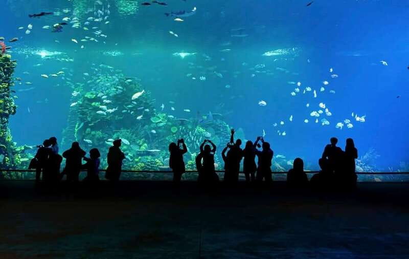 Mazatlan: Grand Aquarium Ticket and City Sightseeing Tour - Is $98 a fair price?