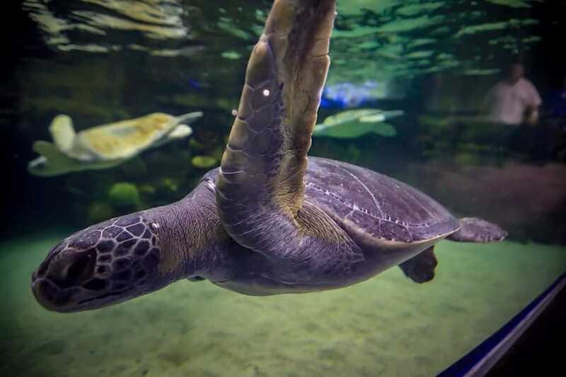 Mazatlan: Grand Aquarium Ticket and City Sightseeing Tour - Seeing Mazatlán from an open-air vehicle