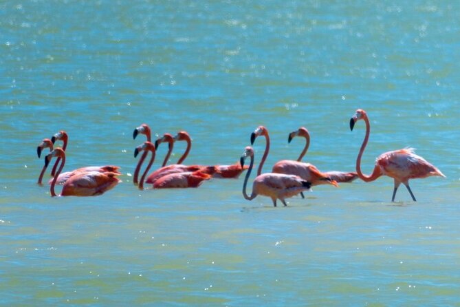 Mérida: Las Coloradas and Río Lagartos with Boat Tour and Lunch - Cancunito gives you a welcome hour by the sea