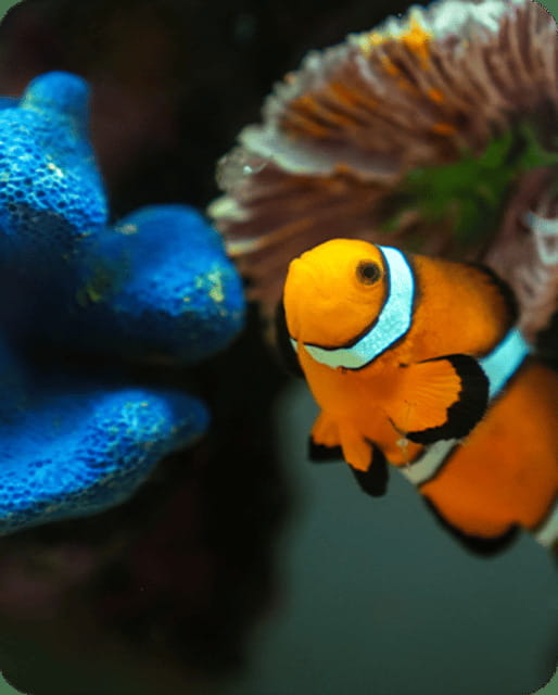 Mexico City: Fast Pass Ticket to Acuarium Inbursa - What Acuario Inbursa offers for $19