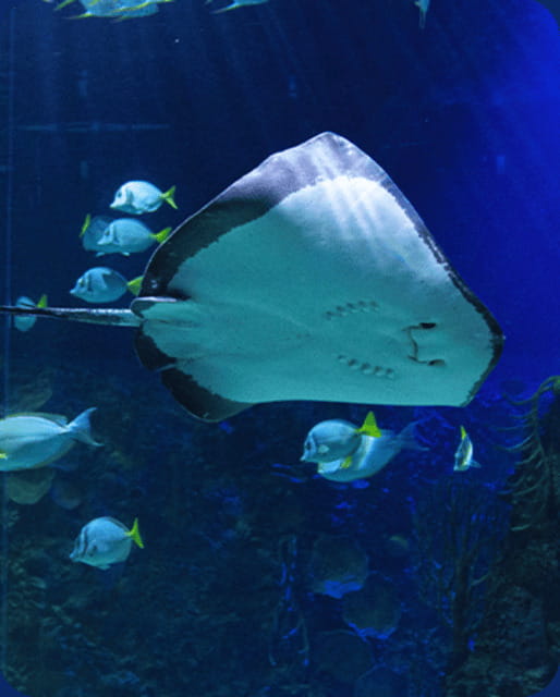 Mexico City: Fast Pass Ticket to Acuarium Inbursa - Starting with penguins and familiar favorites