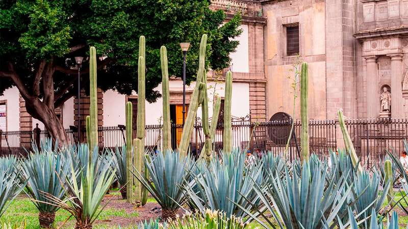 Mexico City: Historic Downtown Walking Tour - What the guides do especially well