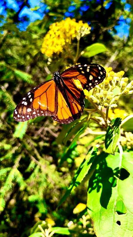 Mexico City: Monarch Butterfly Sanctuary Day Tour - Key points to know before you book