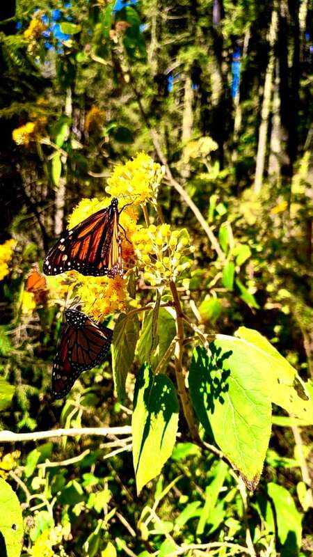 Mexico City: Monarch Butterfly Sanctuary Day Tour - Five hours inside the monarch forest