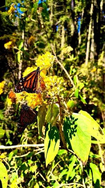 Mexico City: Monarch Butterfly Sanctuary Day Tour - Is $262 a fair price?