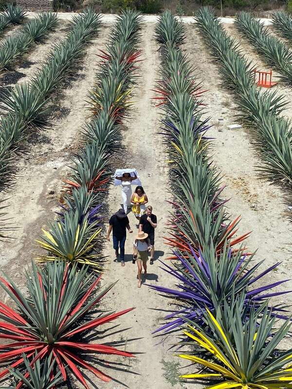 Mezcal Tour Oaxaca - Why this Oaxaca mezcal tour feels different