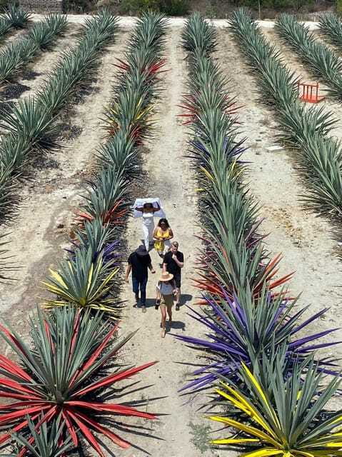 Mezcal Tour Oaxaca - Who should book this experience?