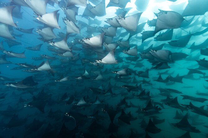 Mobulas and Cetaceans Day Trip - Key points at a glance