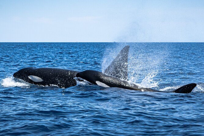 Mobulas and Cetaceans Day Trip - Why the Sea of Cortez makes this a special morning