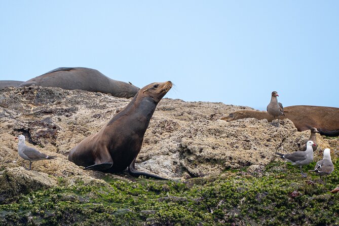 Mobulas and Cetaceans Day Trip - Mobula rays, dolphins, whales, and the value of patience