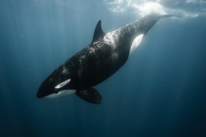 Mobulas and Cetaceans Day Trip - A small boat group can make a real difference