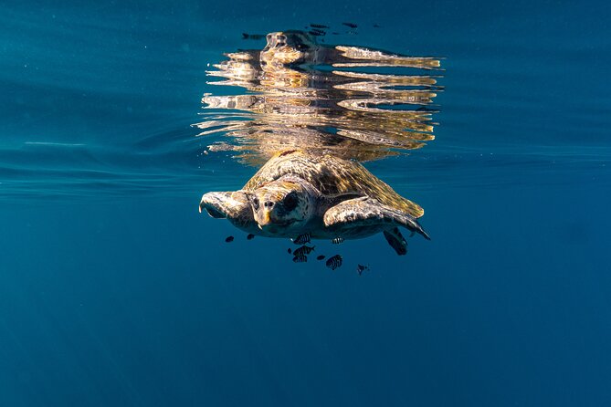 Mobulas and Cetaceans Day Trip - Guides, captains, and the human side of the outing