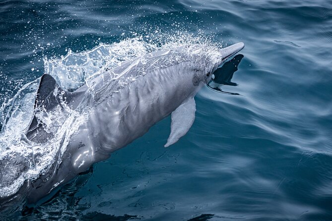 Mobulas and Cetaceans Day Trip - Who should book this Sea of Cortez outing