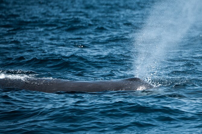 Mobulas and Cetaceans Day Trip - Meeting the crew at Playa Central in La Ventana