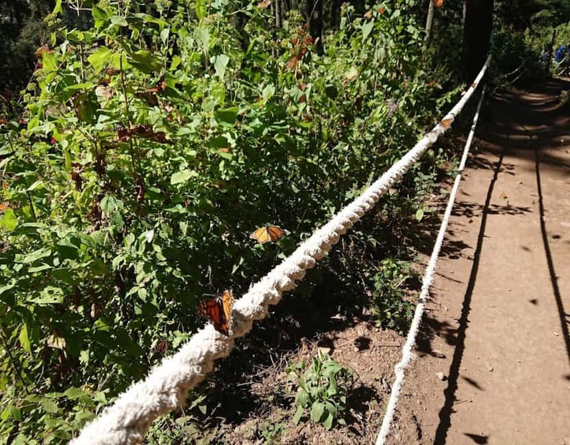 Monarch Butterfly - Key Points to Know Before You Go