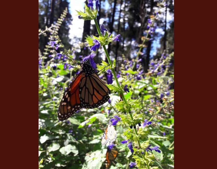 Monarch Butterfly - Walking Through the Oyamel Forest