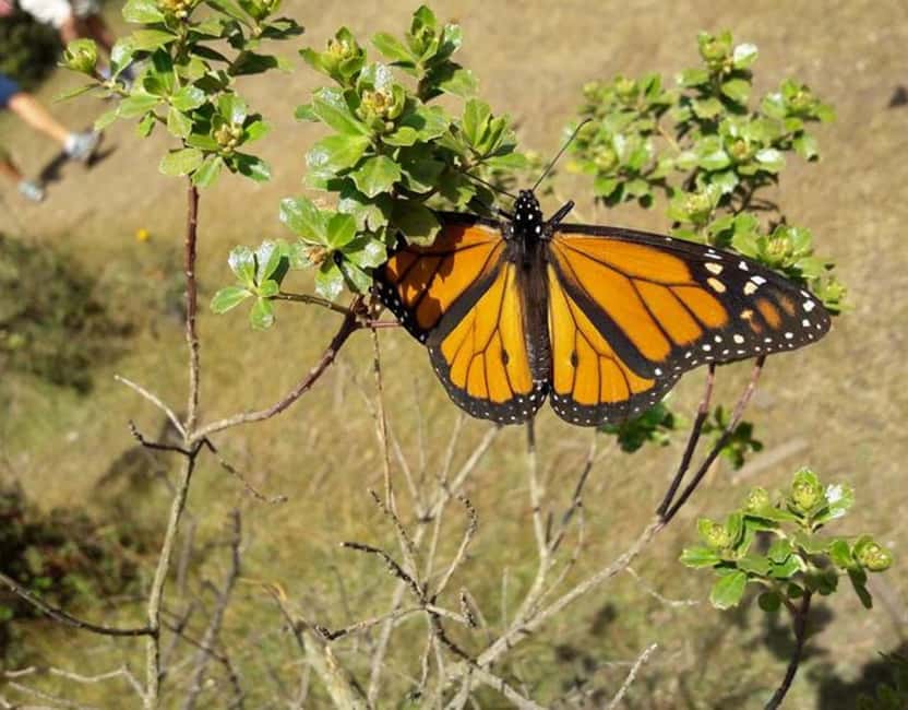 Monarch Butterfly - Altitude, Fitness, and Who Should Skip It