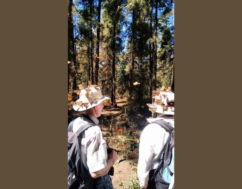 Monarch Butterfly - The Ride From Morelia to El Rosario