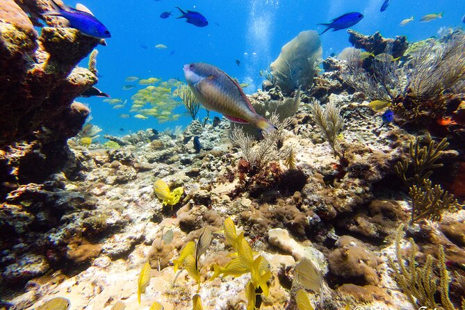 MUSA Museum and Colorful Reef 2 Tank Dive-Certified Divers - What the day looks like at Aqua Adventures Eco Divers