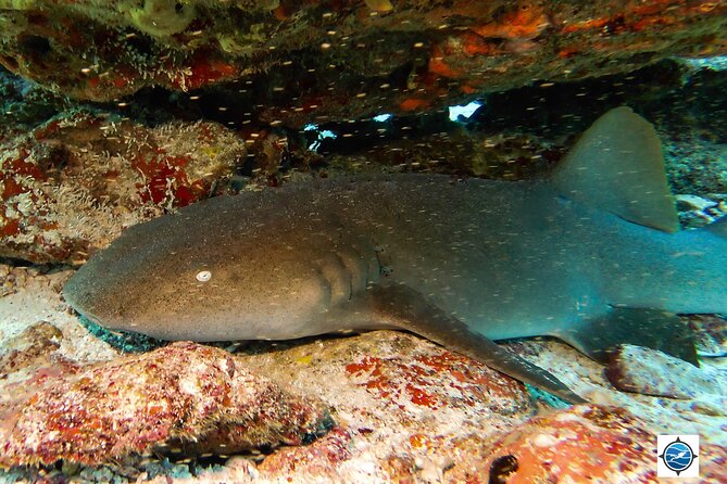 MUSA Museum and Colorful Reef 2 Tank Dive-Certified Divers - Who should book this Isla Mujeres outing?