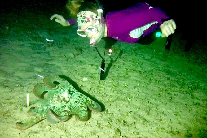 Night Snorkeling - Observation of octopus and other species - What you may see beneath the flashlight beams
