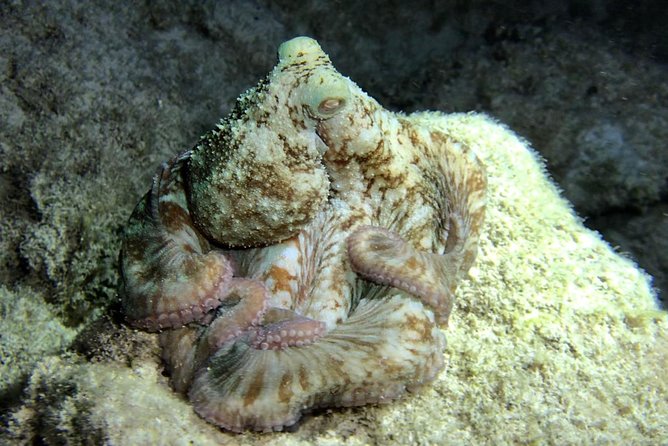 Night Snorkeling - Observation of octopus and other species - Videos add real value to the $77.67 price