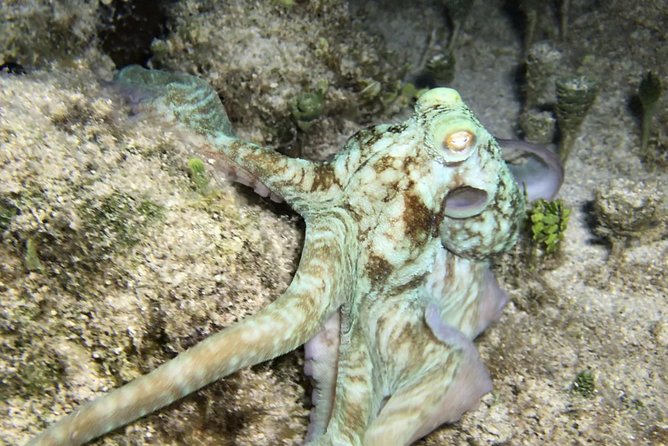 Night Snorkeling - Observation of octopus and other species - Who will enjoy this and who should think twice