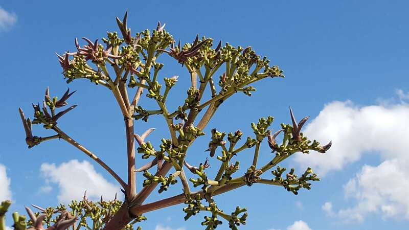 Oaxaca: Mezcal Adventure - A second production style, with Don Agave in the mix