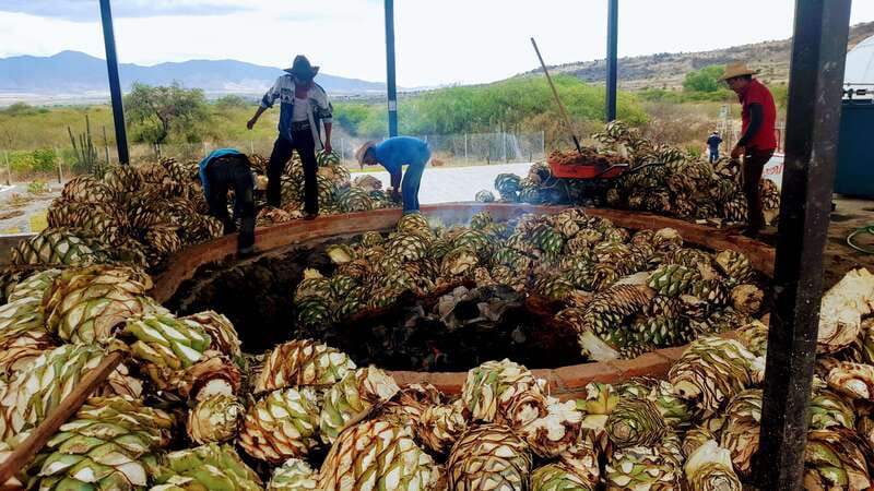 Oaxaca: Mezcal Adventure - Reading the agave fields near Santiago Matatlán
