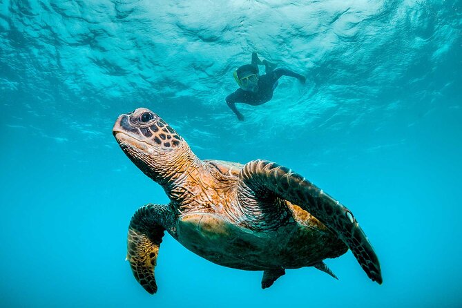 Ocean Eco Adventure with Marine Biologist Guides - Five things to know before you book